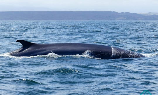 Whale Watching Trip in La Serena, Chile