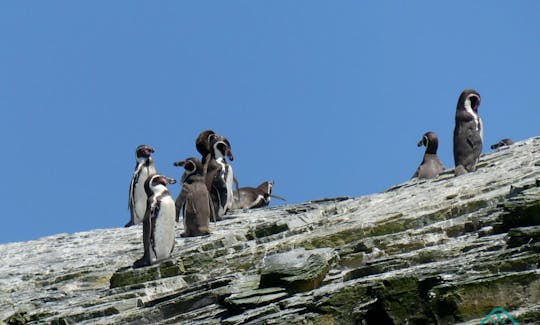 Excursión de 2 días a las ballenas y la cultura desde La Serena, Chile