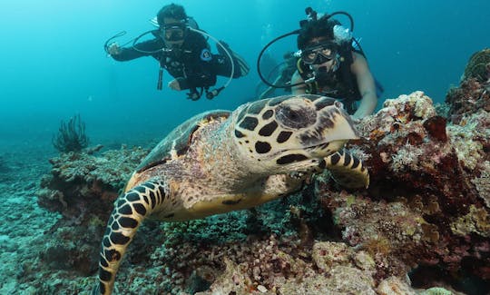 PADI Open Water Certification (3-4 Days Course) from Pasig, Metro Manila, Philippines!