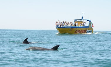 イルカとシュノーケリング-オマーン、マスカットからの2時間の旅