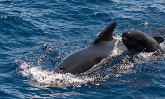 3h Beneteau Cyclades Sailboat Exclusive Whale Watching Trip in Tenerife