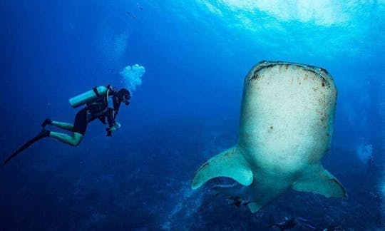 Whaleshark Diving with the Gentle Giants in Oslob, Cebu, Philippines!