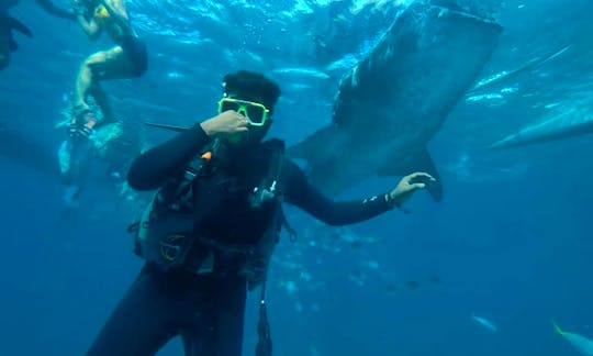 Whaleshark Diving with the Gentle Giants in Oslob, Cebu, Philippines!