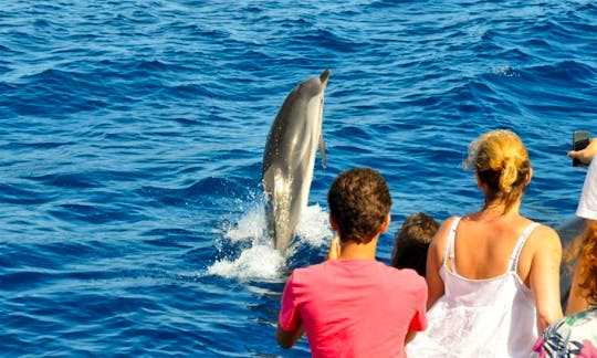 Dolphin at Muscat