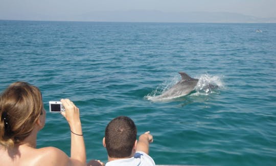 Dolphin at Muscat