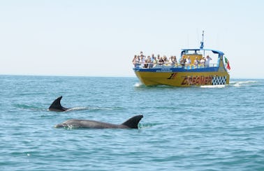 2 hours Dolphin Watch in Muscat, Oman