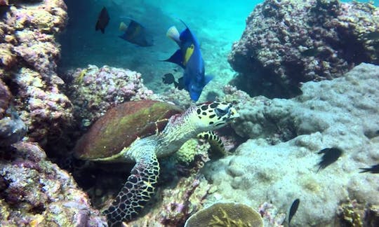 Dimaniyat island from Muscat