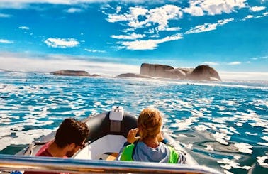 2-Hour Marine Wildlife Boat Cruise - Clifton and Camps Bay