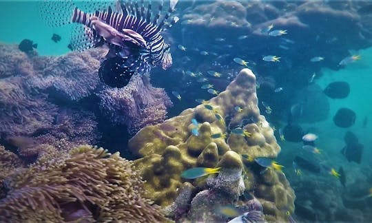 A whole range of tropical fish and colorful corals around the Khao Lak reefs