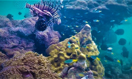 A whole range of tropical fish and colorful corals around the Khao Lak reefs