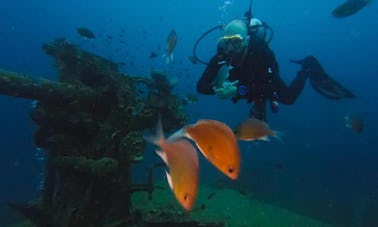 Disfruta de un divertido buceo en Tambon Ko Tao, Wat Surat Thani