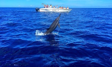 Swimming with Dolphins  -  Private Boat Trip in Flic en Flac, Rivière Noire
