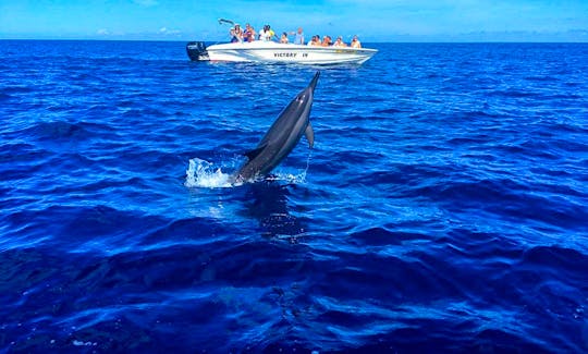 Swimming with Dolphins  -  Private Boat Trip in Flic en Flac, Rivière Noire