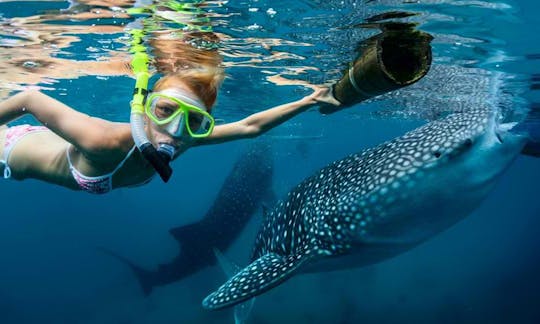 Whale Shark + Canyoneering Kawasan Falls Tour in Cebu