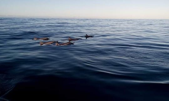 Dolphing watching,,tubing,,trip around the island