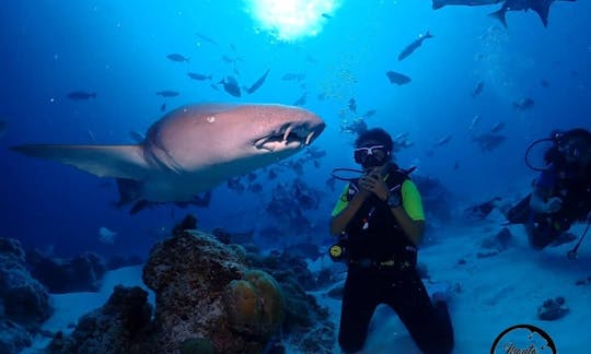 Scuba Diving in Guraidhoo, the Maldives!