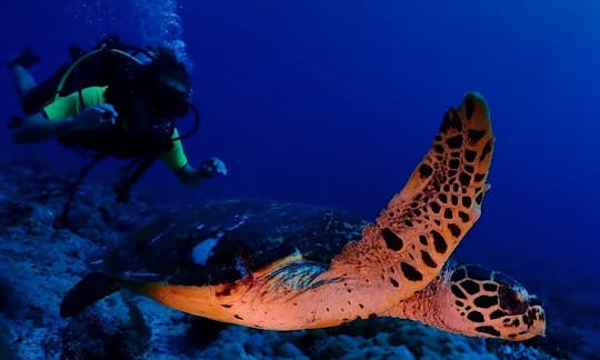 Scuba Diving in Guraidhoo, the Maldives!