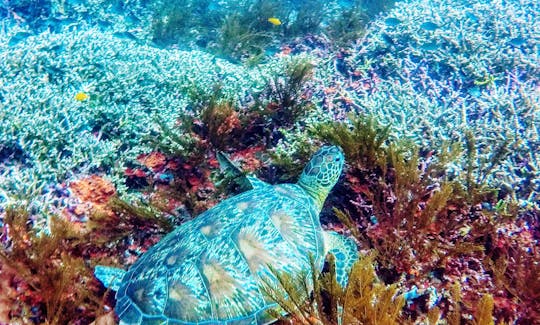 Bali - Excursion de plongée avec tuba à Padang Bai avec Bali Diving