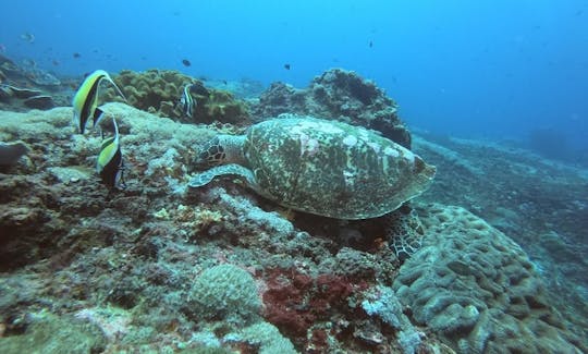 Bali - Excursion de plongée avec tuba à Padang Bai avec Bali Diving