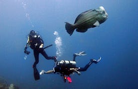 PADI Dive Courses for Beginner and Advance Level Divers in Bali, Indonesia