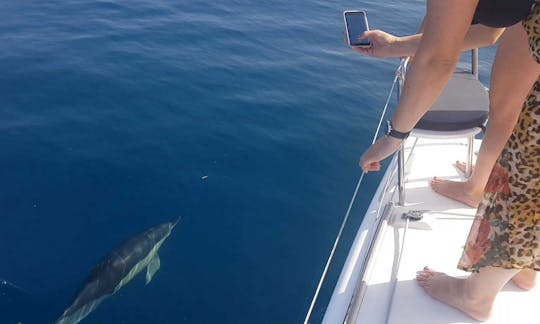 Location de catamaran de croisière pour observer les dauphins à Marbella, Espagne