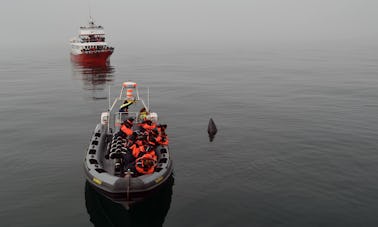 Aventura de observación de ballenas en Reikiavik, Islandia