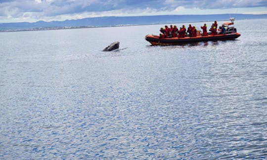 Whale Watching Adventure in Reykjavík, Iceland