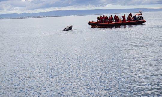 Aventure d'observation des baleines à Reykjavík, Islande