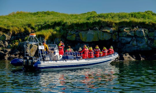 Aventure d'observation des baleines à Reykjavík, Islande