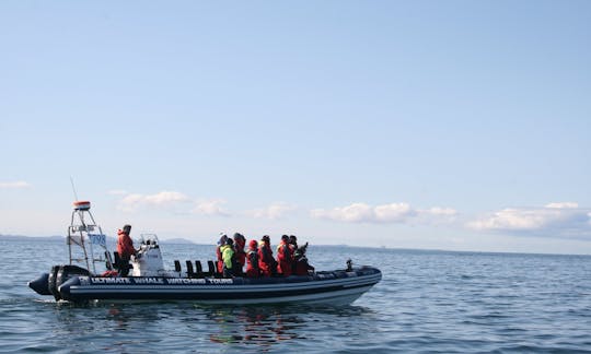 Whale Watching Adventure in Reykjavík, Iceland