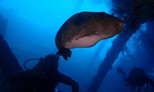 ¡Viaje de buceo en Tulamben, Bali! Guiado por un equipo profesional con 20 años de experiencia en buceo