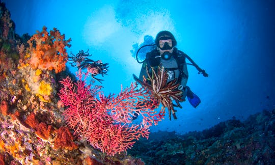 Discover the Best of Bali Diving with us!