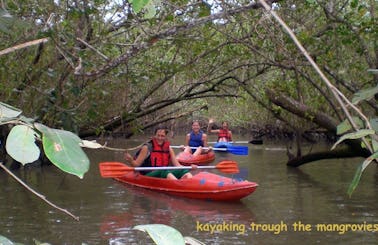 KAYAKING TO THE MANGROVES GUIDED TOUR