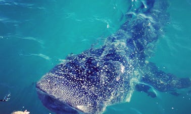 Viaje a nadar con tiburones ballena en La Paz