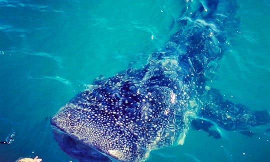 Swim with the whale sharks trip