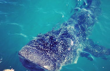 Swim With The Whale Sharks Trip in La Paz