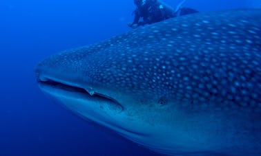 Explorez le monde sous-marin de La Paz, au Mexique, avec ces excursions de plongée guidées