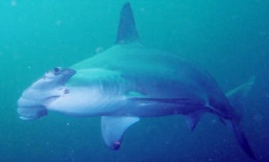 Mergulho em La Paz, Baja California Sur