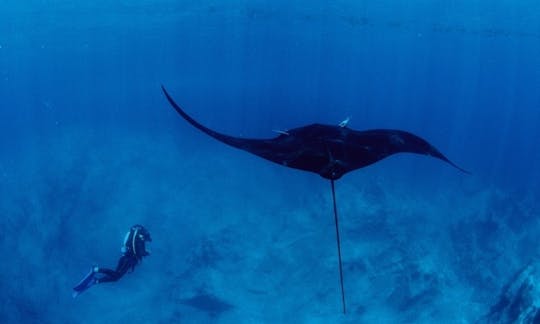 Scuba Diving in La Paz, Baja California Sur