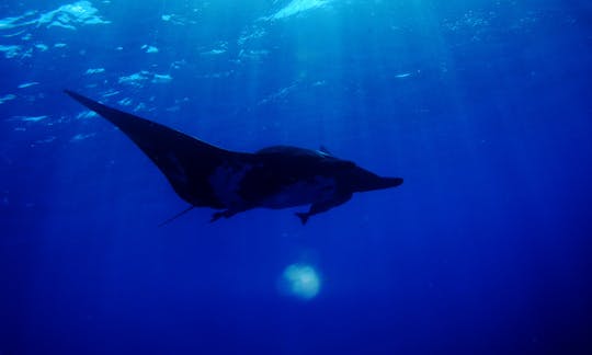 Scuba Diving in La Paz, Baja California Sur