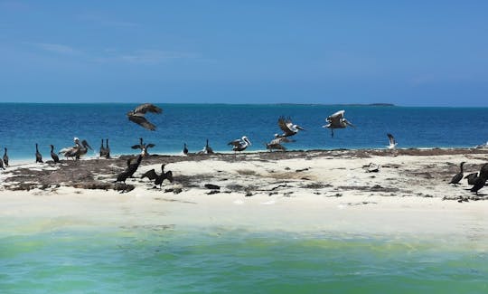 3 Islands snorkel and bird watching with rays and turtles #GMB3ISLA