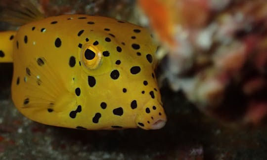 Tour privado de esnórquel por Koh Tao, Tailandia