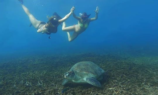 Try Scuba Diving in Koh Tao, Thailand