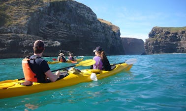 Tour en kayak de mar en Akaroa, Nueva Zelanda