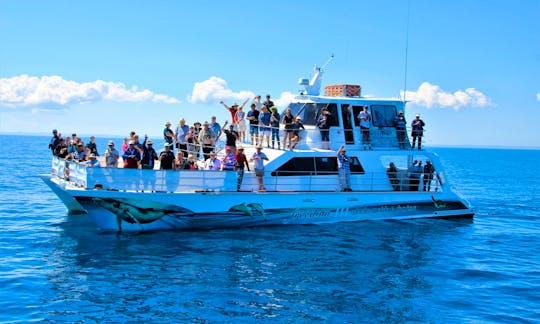 Freedom III is a 17.6m stable catamaran and we do one trip a day so more time with the whales.