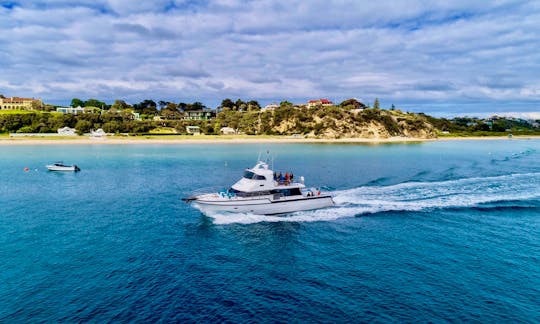 Private Dolphin and Seal Swim Tour for Up to 20 People Aboard Conquest 70' Motor Yacht