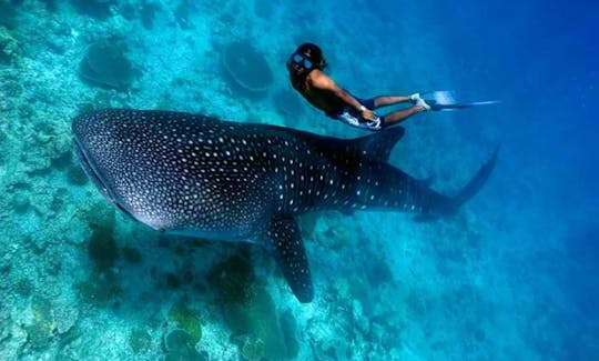 Mergulhe com o tubarão-baleia em Oslob, Cebu