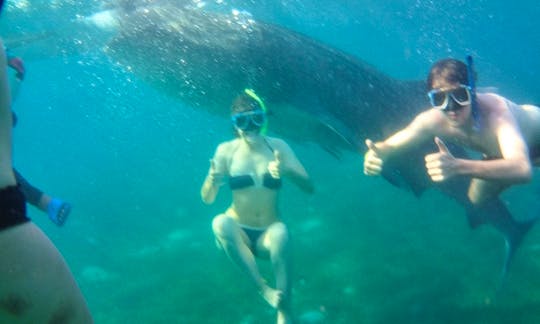 Dive with Whale Shark in Oslob, Cebu