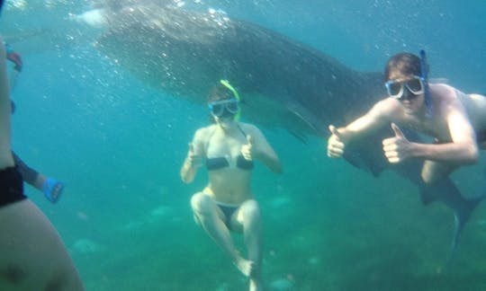 Mergulhe com o tubarão-baleia em Oslob, Cebu