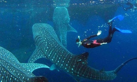 Mergulhe com o tubarão-baleia em Oslob, Cebu